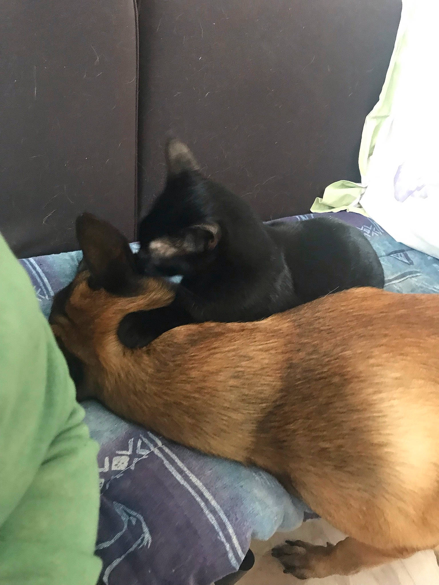 Kuro participe au concours pour gagner de l'argent avec cette photo : canidae, carnivore, comfort, companion_dog, dog, dog_breed, ear, elbow, fawn, felidae, foot, fur, human_leg, mammal, small_to_medium_sized_cats, snout, thigh, tints_and_shades, vertebrate, whiskers