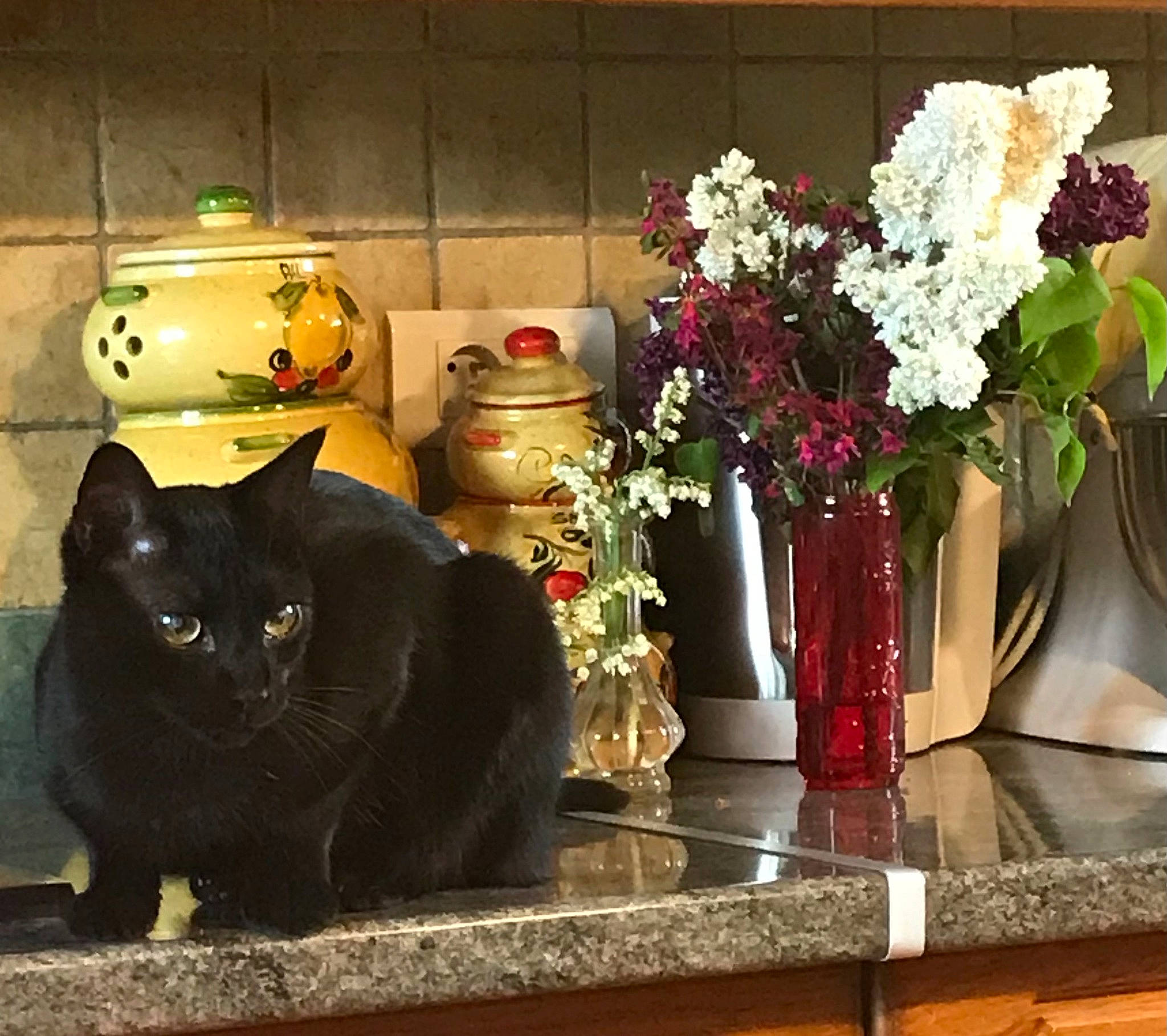 Kuro participe au concours pour gagner de l'argent avec cette photo : artifact, artificial_flower, bombay, bouquet, carnivore, cat, felidae, flower, flower_arranging, flowerpot, houseplant, interior_design, petal, plant, small_to_medium_sized_cats, table, tints_and_shades, vase, whiskers, window