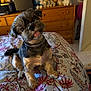 dog, small_dog, pet, bed, floral_bedspread, indoor, wooden_furniture, dresser, stuffed_toys, tongue_out, head_tilt, cozy, animal, cute, fur, collar, room, home, domestic, floor