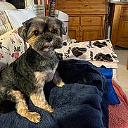 Princesse a rejoint le concours — aidez-le/la à gagner de superbes lots ! dog, small_dog, pet, sitting, blanket, couch, floral_pattern, dog_pattern, wooden_furniture, home_interior, floor, cozy, fur, indoors, comfort, animal, cute, resting, household, fabric