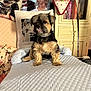 Princesse participe au concours pour gagner de l'argent avec cette photo : dog, puppy, cute, pet, cushion, pillow, photograph, portrait, tongue_out, wink, cozy, home, cabinet, books, heart_decoration, fabric, furniture, indoor, decor, animal