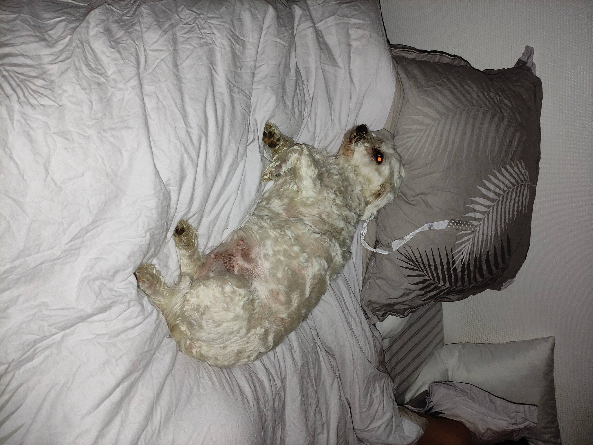 épice participe au concours pour gagner de l'argent avec cette photo : bedding, carnivore, comfort, companion_dog, couch, dog, dog_breed, dog_supply, duvet, fawn, felidae, fur, grey, linens, room, small_to_medium_sized_cats, sporting_group, tail, toy, whiskers