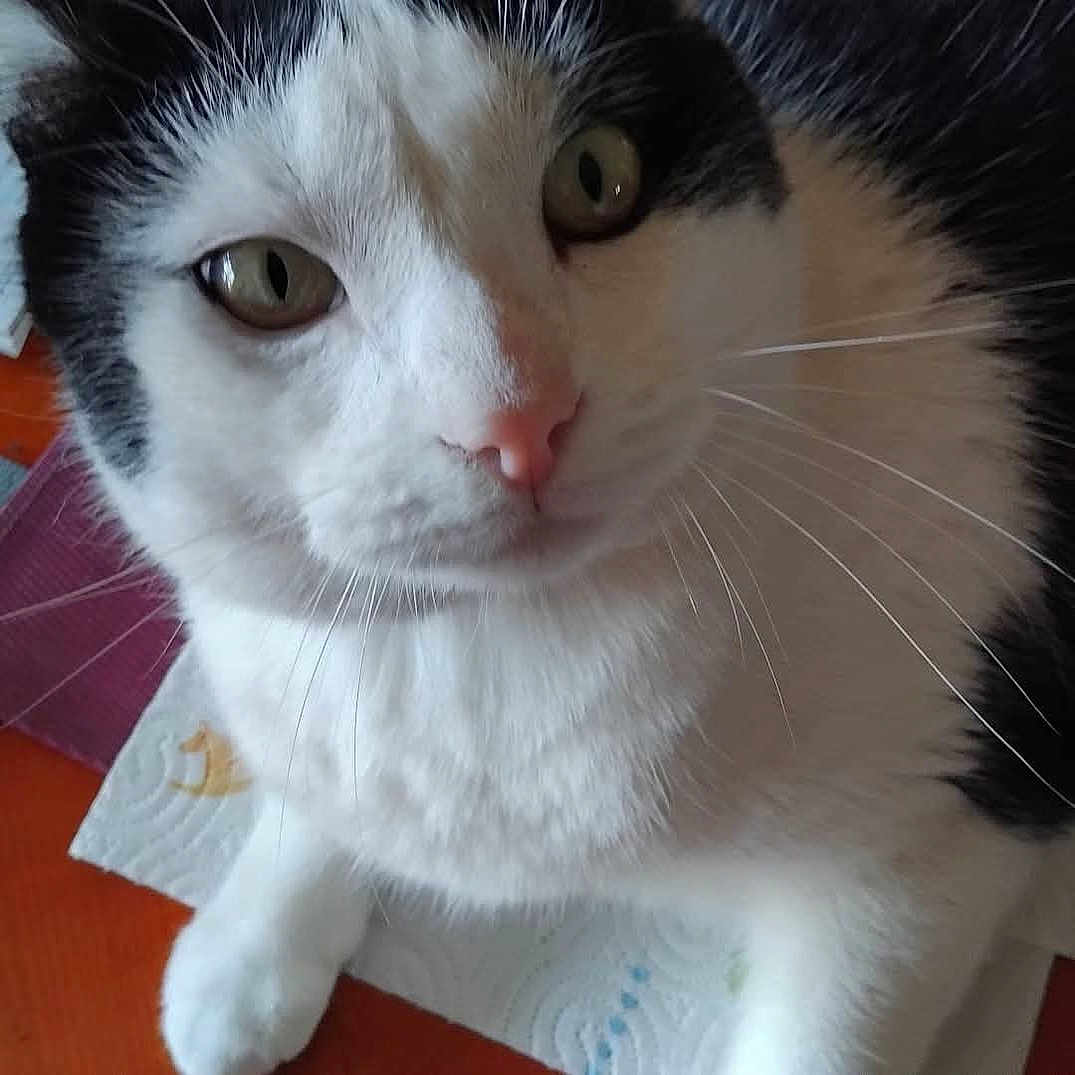 Trésor participe au concours pour gagner de l'argent avec cette photo : cat, close_up, black_and_white, feline, pet, animal, face, eyes, golden_eyes, pink_nose, whiskers, fur, tuxedo_cat, portrait, indoor, paws, sitting, staring, cute, photography
