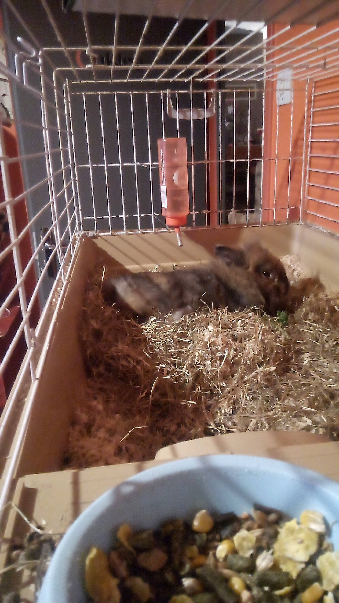 Caramel a rejoint le concours — aidez-le/la à gagner de superbes lots ! animal_shelter, cage, degu, fawn, gerbil, muridae, muroidea, rodent