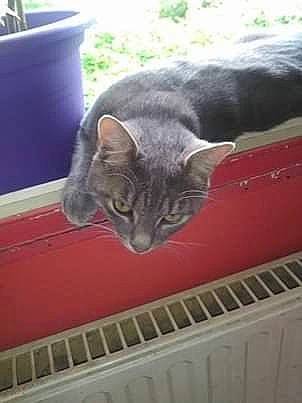 Zelda a rejoint le concours — aidez-le/la à gagner de superbes lots ! american_shorthair, asian, british_shorthair, carnivore, cat, chartreux, domestic_short_haired_cat, dragon_li, european_shorthair, felidae, kitten, korat, mammal, polydactyl_cat, russian_blue, small_to_medium_sized_cats, tabby_cat, whiskers