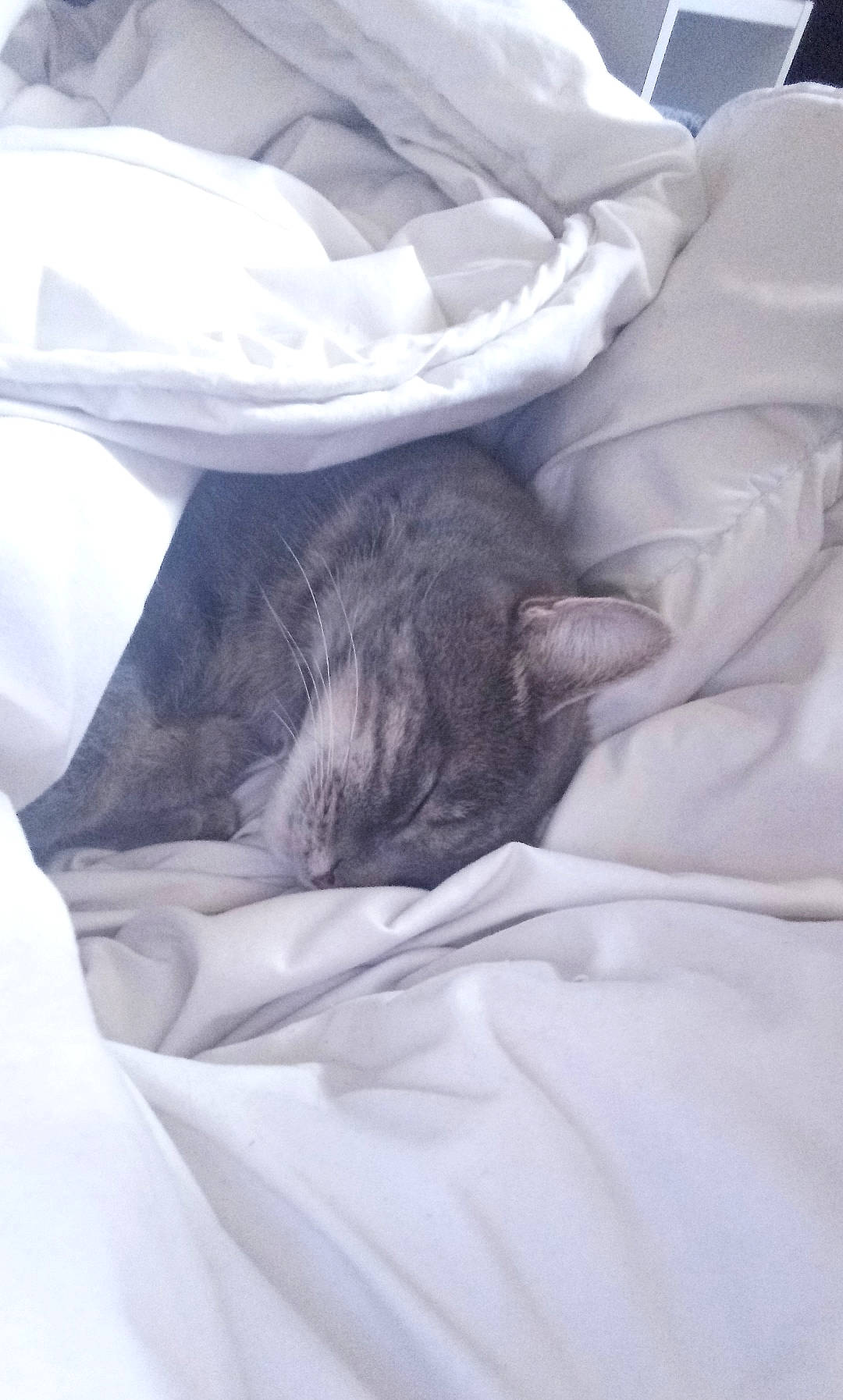 Zelda a rejoint le concours — aidez-le/la à gagner de superbes lots ! bed_sheet, cat, comfort, ear, felidae, fur, kitten, nap, skin, sleep, small_to_medium_sized_cats, snout, whiskers