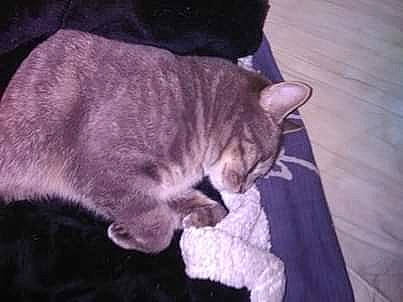 Zelda a rejoint le concours — aidez-le/la à gagner de superbes lots ! asian, carnivore, cat, domestic_short_haired_cat, ear, european_shorthair, felidae, fur, kitten, paw, small_to_medium_sized_cats, snout, tabby_cat, tail, whiskers