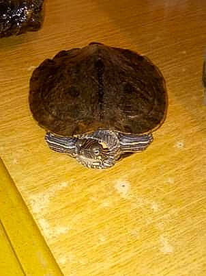 Tequila a rejoint le concours — aidez-le/la à gagner de superbes lots ! apalone, chelydridae, common_map_turtle, common_snapping_turtle, geoemydidae, kinosternidae, pond_turtle, red_eared_slider, reptile, softshell, tortoise, trachemys, turtle