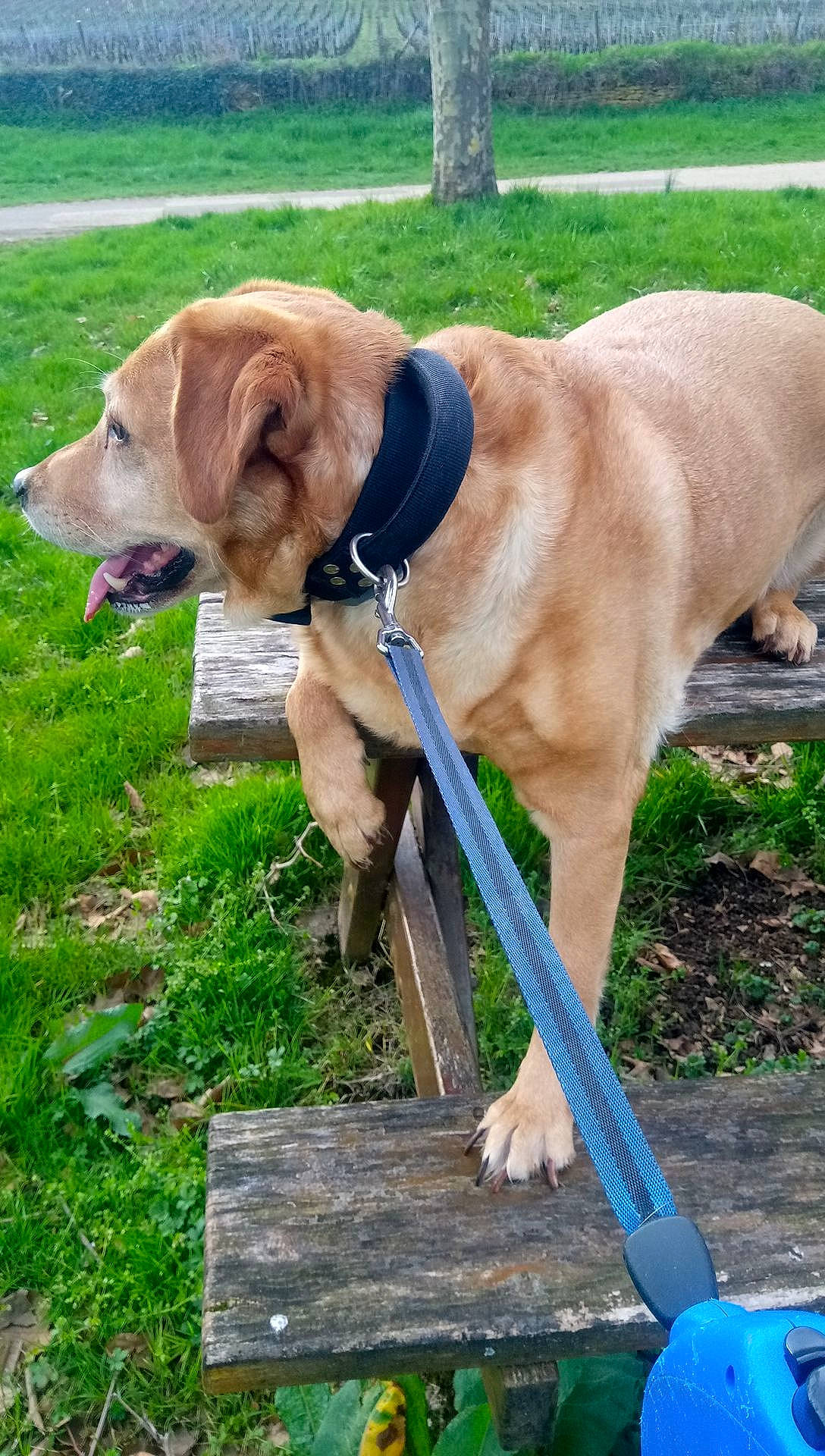 Guess a rejoint le concours — aidez-le/la à gagner de superbes lots ! broholmer, canidae, carnivore, companion_dog, dog, dog_breed, dog_walking, grass, labrador_retriever, leash, mammal, snout, sporting_group, tail