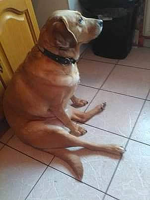 Guess a rejoint le concours — aidez-le/la à gagner de superbes lots ! beagador, boerboel, broholmer, canidae, carnivore, companion_dog, dog, dog_breed, fawn, floor, labrador_retriever, liver, mammal, pit_bull, portuguese_pointer, retriever, sporting_group, tile, vertebrate, vizsla