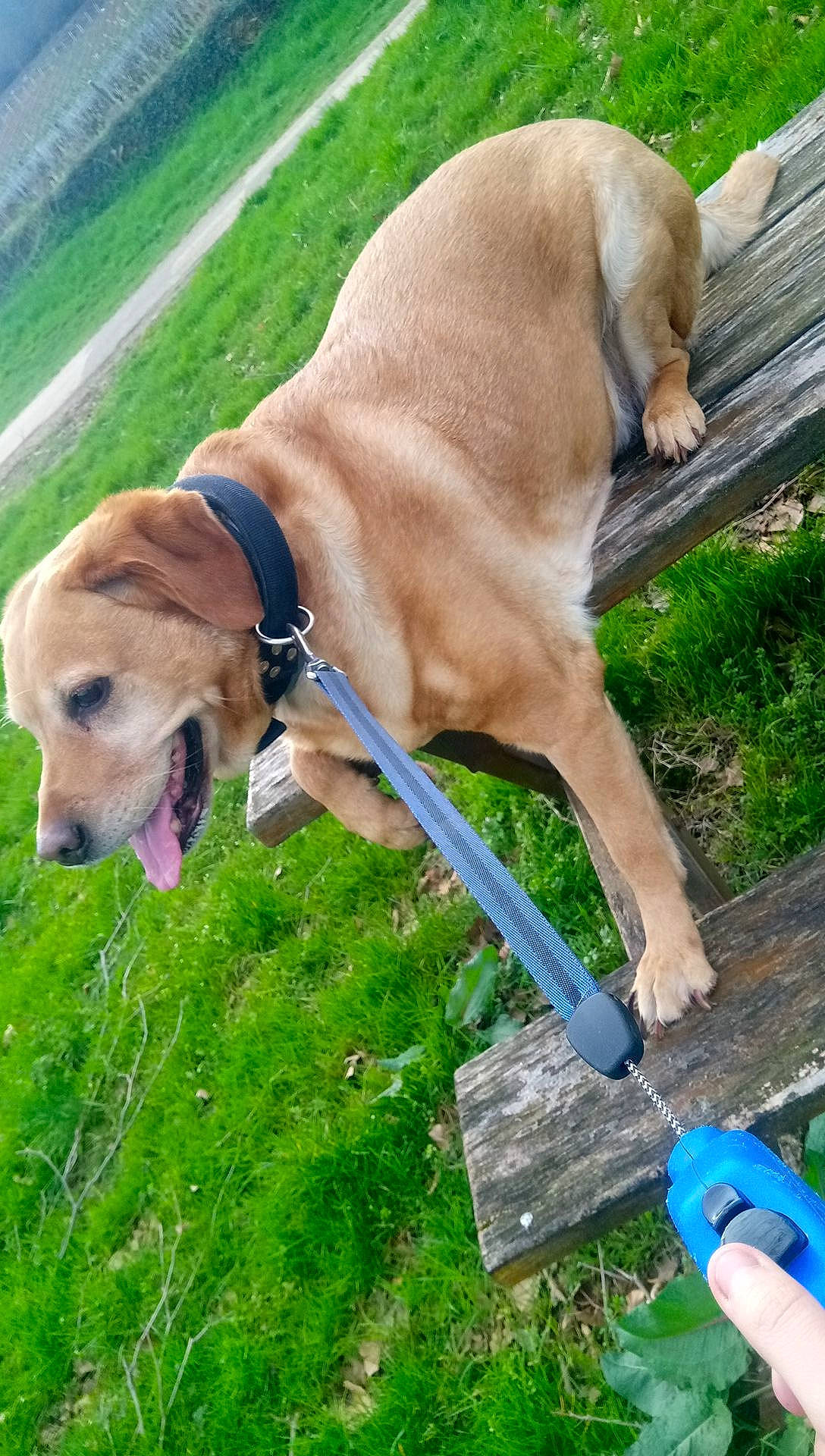 Guess participe au concours pour gagner de l'argent avec cette photo : broholmer, canidae, carnivore, companion_dog, dog, dog_breed, dog_walking, fawn, leash, rhodesian_ridgeback, snout, sporting_group