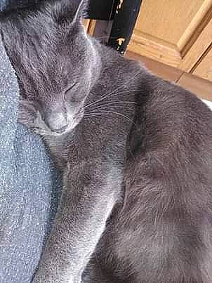 Zig a rejoint le concours — aidez-le/la à gagner de superbes lots ! black_cat, british_shorthair, carnivore, cat, chartreux, domestic_short_haired_cat, felidae, kitten, korat, mammal, nebelung, russian_blue, small_to_medium_sized_cats, snout, tail, vertebrate, whiskers