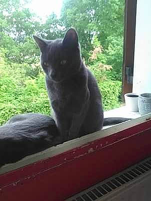 Zig participe au concours pour gagner de l'argent avec cette photo : asian, black_cat, british_shorthair, carnivore, cat, chartreux, domestic_short_haired_cat, felidae, korat, nebelung, polydactyl_cat, russian_blue, small_to_medium_sized_cats, tail, whiskers, window