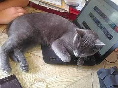 Zig participe au concours pour gagner de l'argent avec cette photo : asian, british_shorthair, carnivore, cat, chartreux, domestic_short_haired_cat, felidae, kitten, korat, nap, nebelung, russian_blue, small_to_medium_sized_cats, snout, whiskers