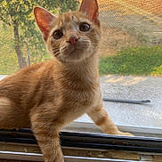Santa participe au concours pour gagner de l'argent avec cette photo : animal, cat, close_up, curious, ears, face, feline, ginger_cat, indoor, kitten, nature, orange_fur, outdoor_background, paw, pet, screen, whiskers, window, window_sill, young_cat