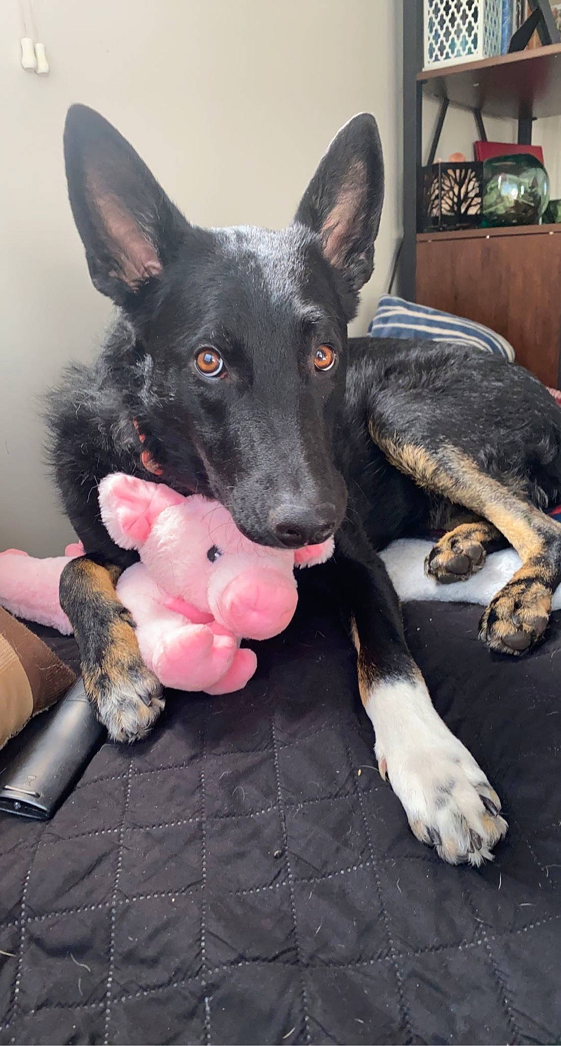 Salem is registered to the contest to win money with this photo: canidae, carnivore, companion_dog, dog, dog_breed, ear, fawn, fur, guard_dog, herding_dog, mammal, paw, snout, sporting_group, tail, toy, vertebrate, whiskers, working_animal, working_dog