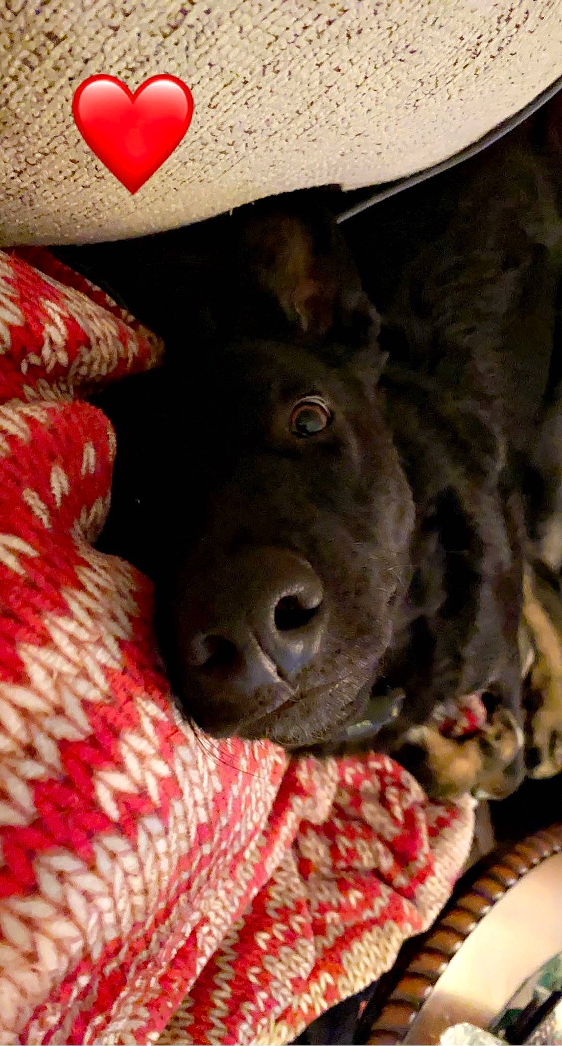 Salem is registered to the contest to win money with this photo: canidae, carmine, carnivore, collar, companion_dog, dog, dog_breed, fashion_accessory, fawn, flesh, fur, hat, liver, pattern, red, snout, sporting_group, terrestrial_animal, whiskers, working_animal