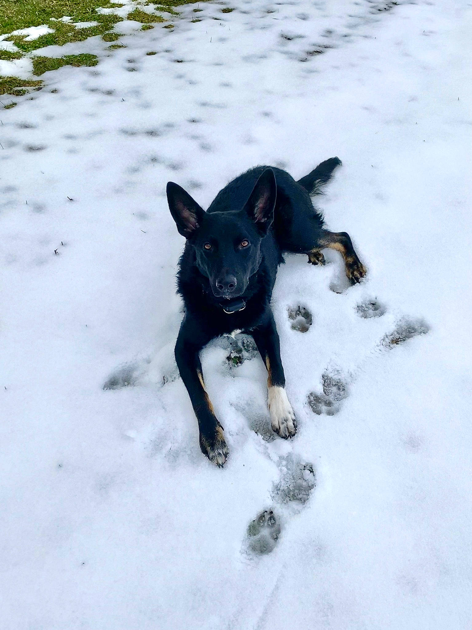 Salem is registered to the contest to win money with this photo: adventure, canidae, carnivore, companion_dog, dog, dog_breed, dog_collar, dog_supply, electric_blue, fawn, freezing, guard_dog, recreation, snout, snow, sporting_group, tail, tree, winter, working_animal