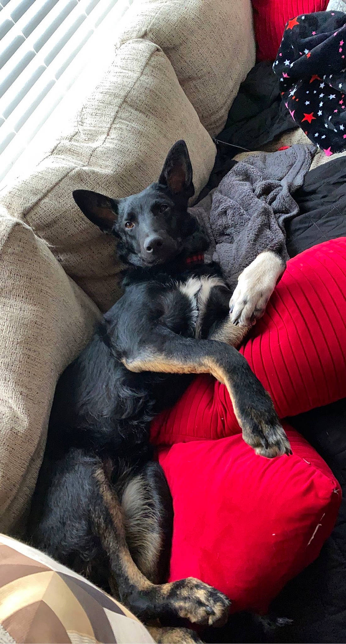 Salem joined the competition — help win amazing prizes! canidae, carmine, carnivore, comfort, companion_dog, couch, dog, dog_breed, dog_supply, felidae, fur, grey, guard_dog, linens, mammal, paw, sporting_group, tail, toy_dog, working_animal