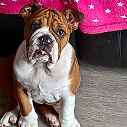 Peppa a rejoint le concours — aidez-le/la à gagner de superbes lots ! bulldog, puppy, dog, animal, sitting, portrait, wrinkles, brown_and_white, floppy_ears, paws, claws, pink_blanket, stars, indoor, floor, furniture, cute, serious_expression, pet, photography