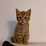 kitten, cat, orange_tabby, pet, animal, sitting, cute, feline, young, indoor, portrait, whiskers, ears, fur, couch, pillow, curious, small, domestic_animal, closeup