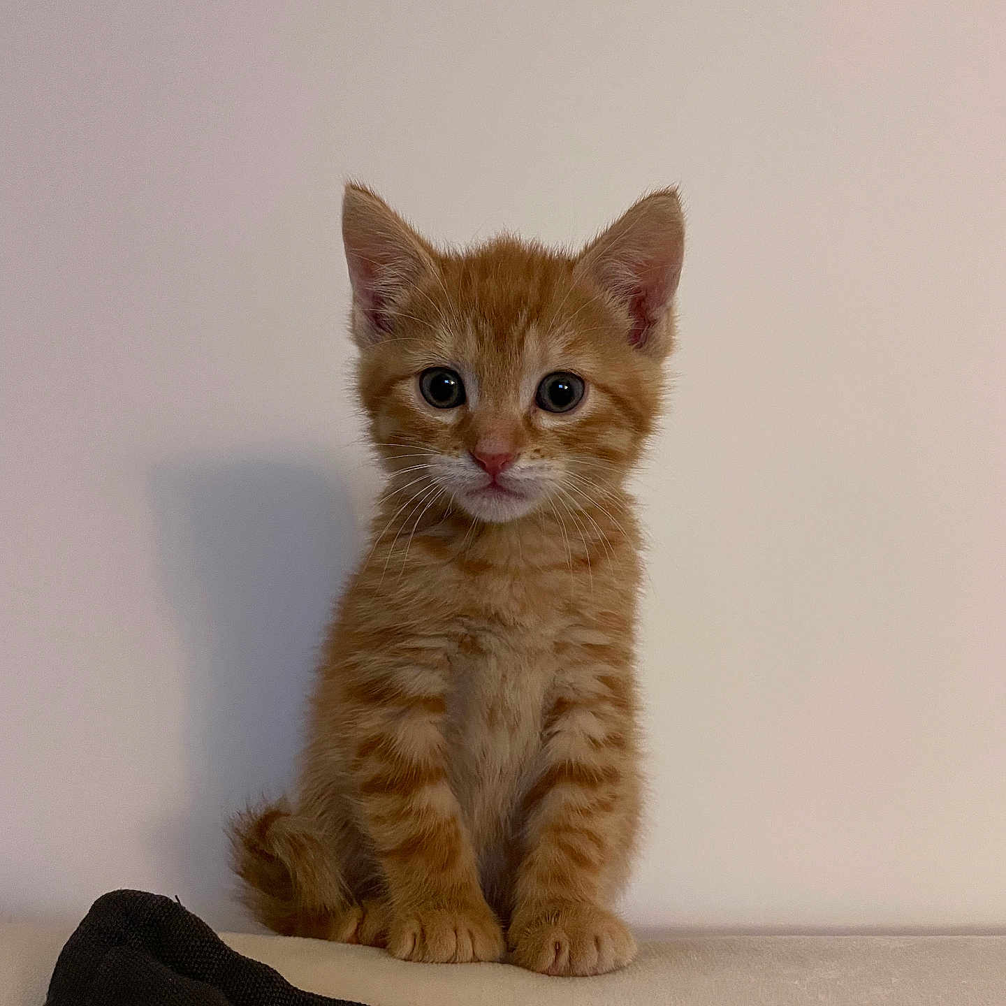 Simba