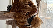 Simba participe au concours pour gagner de l'argent avec cette photo : cat, ginger_cat, pet, animal, playful, rope_ball, cat_tree, indoor, curtain, window, natural_light, fur, whiskers, closeup, cute, claws, paws, wood, hanging_toys, home