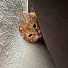 Simba participe au concours pour gagner de l'argent avec cette photo : cat, kitten, orange_tabby, peeking, couch, cushion, indoor, close_up, fur, pet, curious, texture, cozy, animal, small, whiskers, ears, resting, soft, hidden