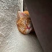 Simba a rejoint le concours — aidez-le/la à gagner de superbes lots ! kitten, cat, sleeping, orange_cat, close_up, cozy, cushion, soft_texture, nap, pet, feline, fur, pink_nose, rest, cute, domestic_animal, indoor, animal, peaceful, hidden