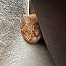 kitten, cat, sleeping, orange_cat, close_up, cozy, cushion, soft_texture, nap, pet, feline, fur, pink_nose, rest, cute, domestic_animal, indoor, animal, peaceful, hidden