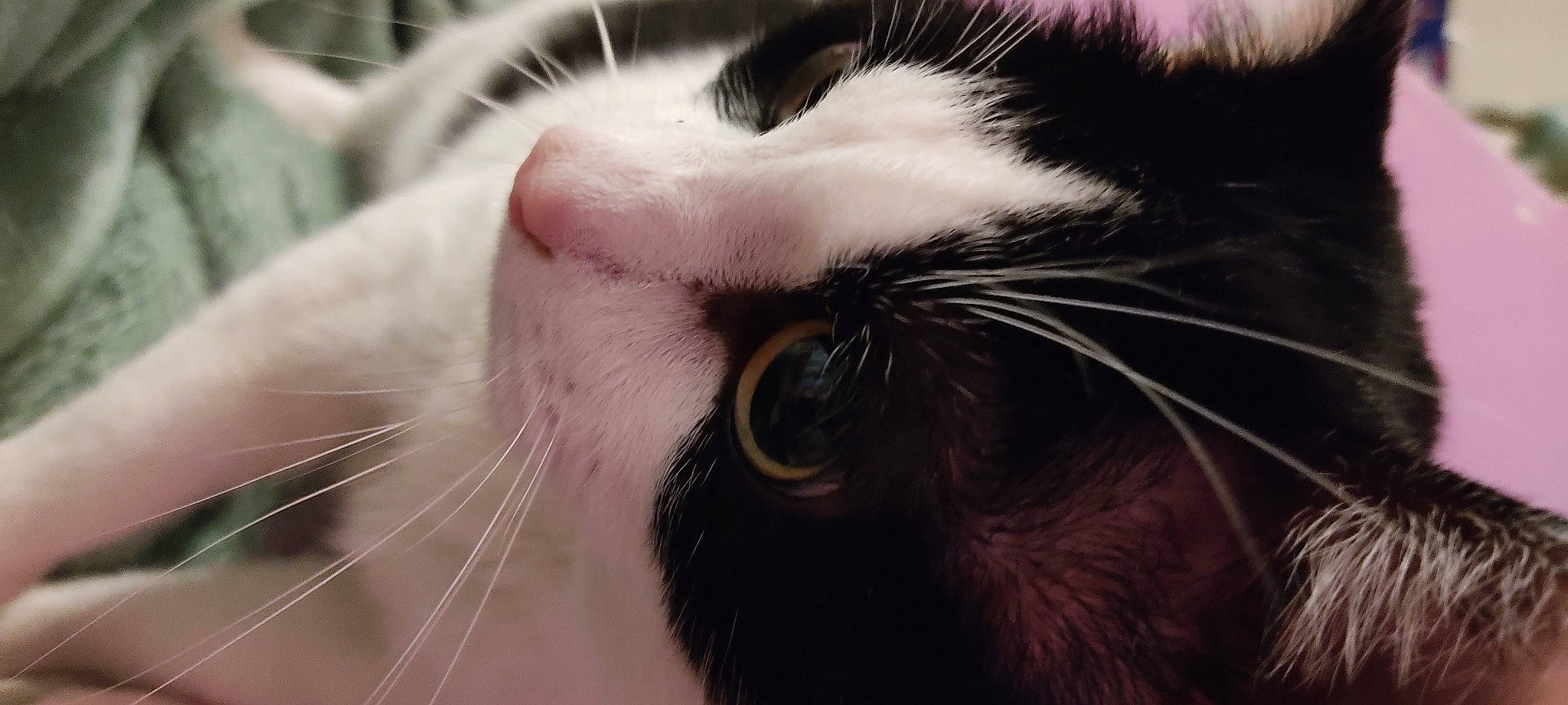 Dixie participe au concours pour gagner de l'argent avec cette photo : carnivore, cat, claw, close_up, comfort, domestic_short_haired_cat, ear, eyelash, felidae, fur, macro_photography, mammal, nap, paw, sleep, small_to_medium_sized_cats, snout, terrestrial_animal, whiskers