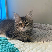 Cassian is registered to the contest to win money with this photo: animal, blanket, cat, closeup, cozy, cute, ears, eyes, feline, fur, indoor, kitten, pet, relaxed, resting, soft_light, tabby, texture, whiskers, young