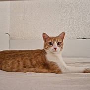 Vegas a rejoint le concours — aidez-le/la à gagner de superbes lots ! cat, orange_cat, white_cat, pet, animal, indoor, bed, resting, feline, looking, calm, relaxed, fur, whiskers, ears, eyes, muzzle, lying_down, home, cozy
