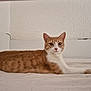 animal, bed, calm, cat, cozy, ears, eyes, feline, fur, home, indoor, looking, lying_down, muzzle, orange_cat, pet, relaxed, resting, whiskers, white_cat