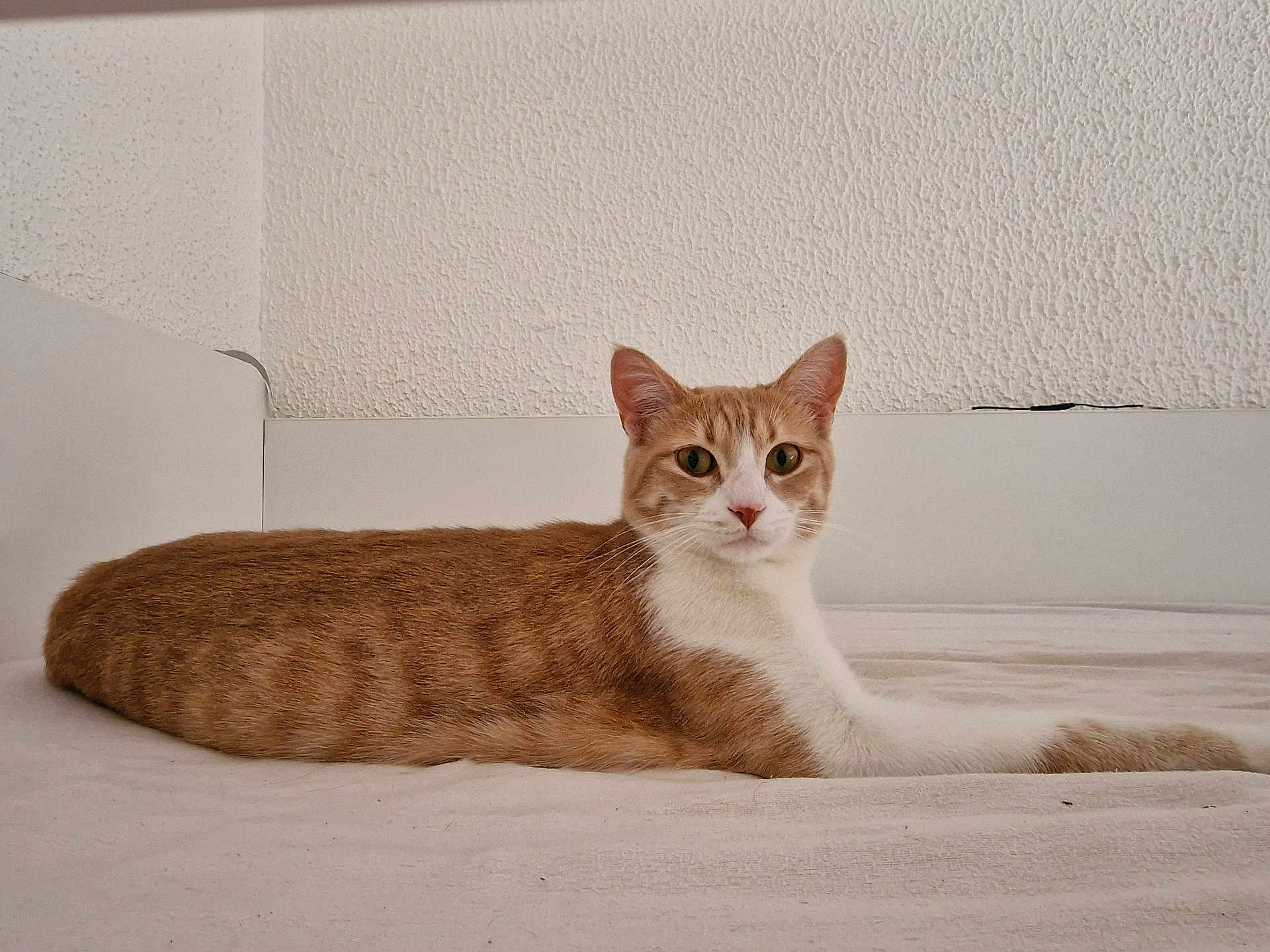 Vegas a rejoint le concours — aidez-le/la à gagner de superbes lots ! cat, orange_cat, white_cat, pet, animal, indoor, bed, resting, feline, looking, calm, relaxed, fur, whiskers, ears, eyes, muzzle, lying_down, home, cozy