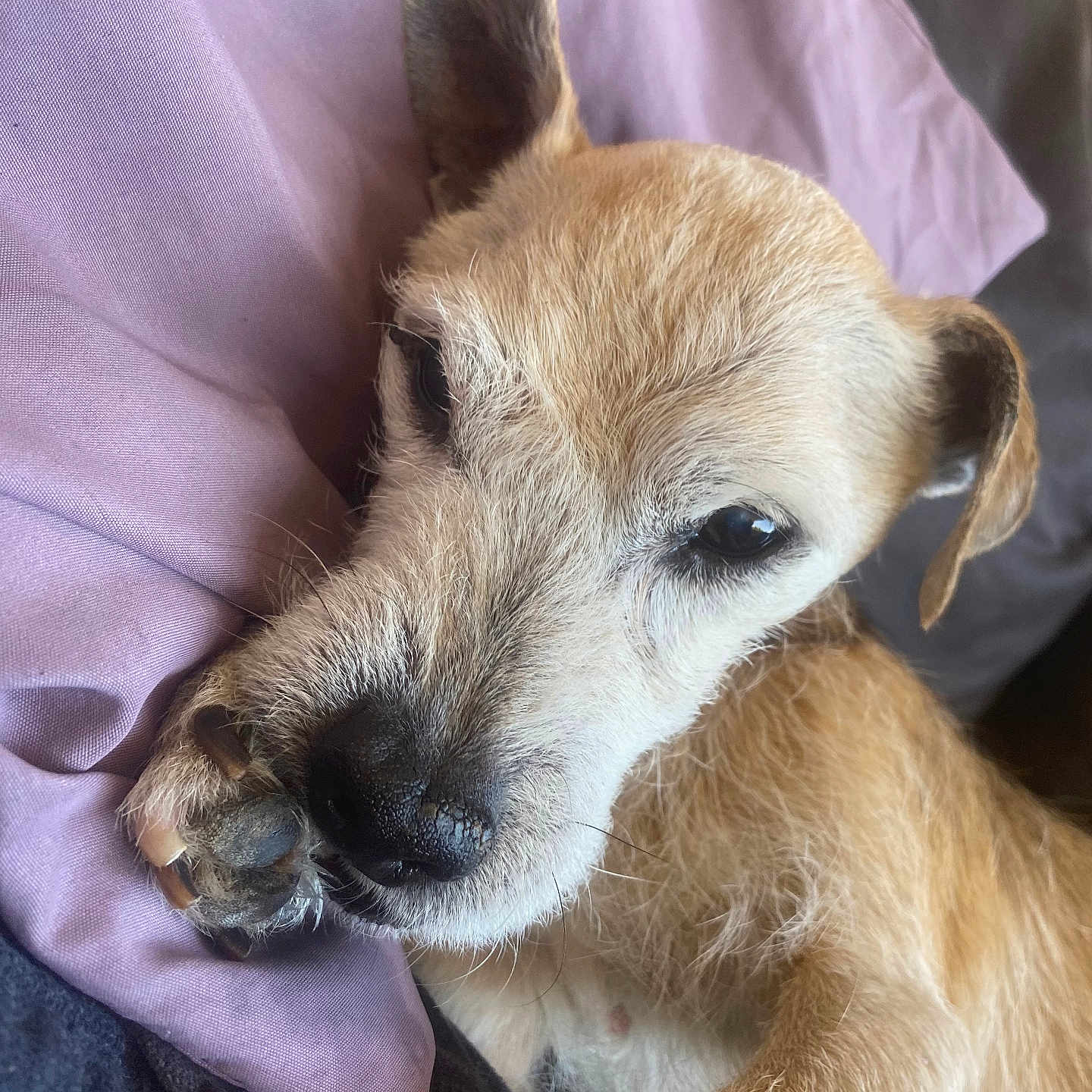 Demi participe au concours pour gagner de l'argent avec cette photo : animal, bed, blanket, close_up, cozy, cute, dog, ear, fur, indoor, nail, paw, pet, portrait, relaxed, resting, sleepy, snout, soft, whiskers