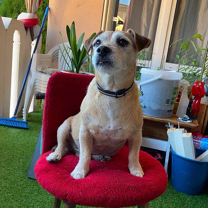 Mr Demi participe au concours pour gagner de l'argent avec cette photo : animal, canine, chair, cushion, dog, furniture, grass, herbal, herbs, homedecor, indoors, interiordesign, jar, pet, plant, planter, pottedplant, pottery, puppy, vase
