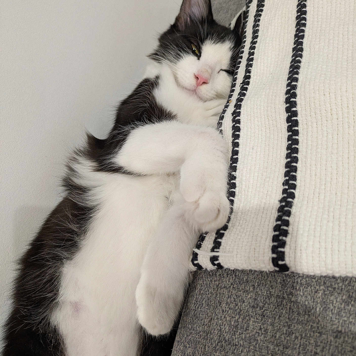 Smarties participe au concours pour gagner de l'argent avec cette photo : cat, black_and_white, sleeping, relaxed, cute, pet, animal, indoor, couch, cushion, furniture, paws, whiskers, pink_nose, closed_eyes, lying_down, fluffy, cozy, portrait, photography