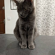 Scalpy participe au concours pour gagner de l'argent avec cette photo : cat, gray_cat, furry, kitten, pet, animal, sitting, indoor, bed, bedroom, portrait, close_up, whiskers, ears, yellow_eyes, long_hair, gray_fur, home, wall_art, patterned_wall