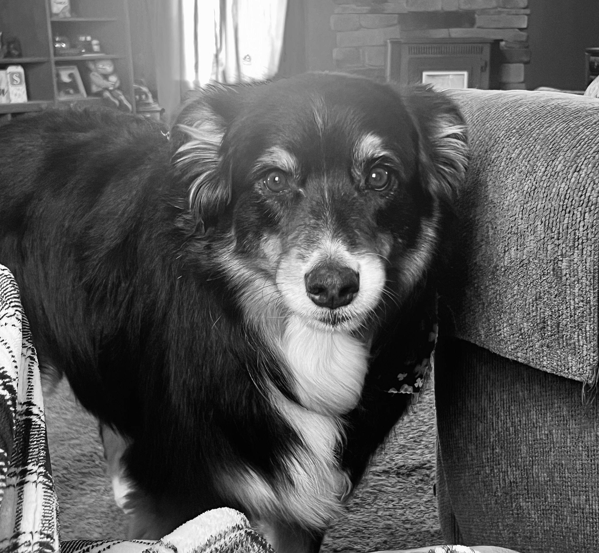 Emmitt joined the competition — help win amazing prizes! canidae, carnivore, companion_dog, dog, dog_breed, fur, monochrome, monochrome_photography, snout, sporting_group, style, terrestrial_animal, toy_dog, whiskers, working_dog