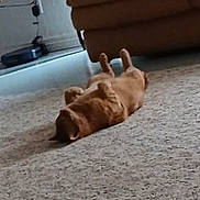 Prince Simba is registered to the contest to win money with this photo: dog, carpet, couch, indoor, relaxed, lying_down, plush, table, decor, brown, pet, home, floor, furniture, cozy, animal, resting, living_room, cute, domestic