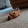 dog, carpet, couch, indoor, relaxed, lying_down, plush, table, decor, brown, pet, home, floor, furniture, cozy, animal, resting, living_room, cute, domestic