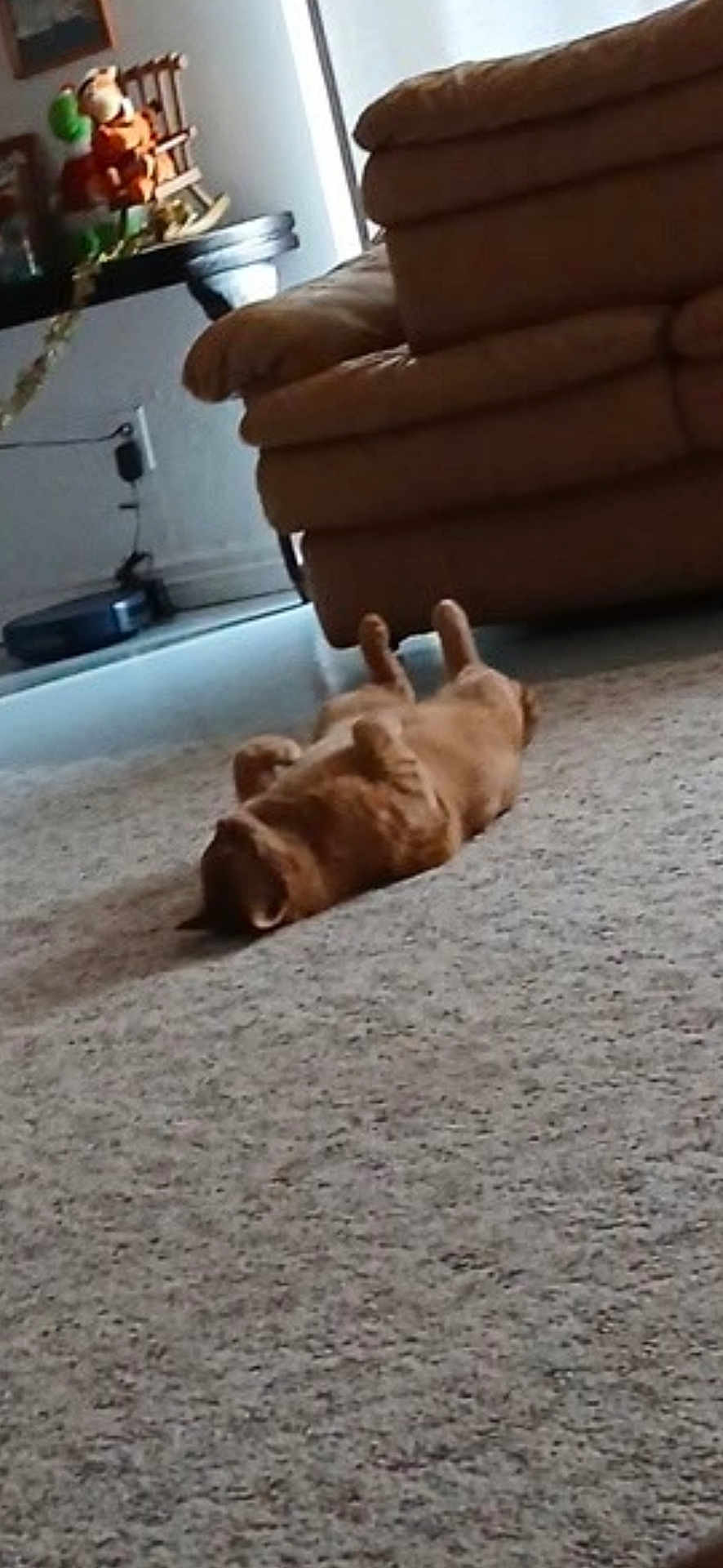 Prince Simba is registered to the contest to win money with this photo: dog, carpet, couch, indoor, relaxed, lying_down, plush, table, decor, brown, pet, home, floor, furniture, cozy, animal, resting, living_room, cute, domestic