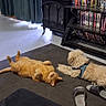 animal, bookshelf, cat, companion, curtains, dog, domestic, dvds, floor, fluffy_dog, furniture, home, indoor, living_room, lying_down, orange_cat, pet, relaxing, rug, slippers