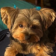 Sassy is registered to the contest to win money with this photo: animal, black_fur, blue_bow, bow, brown_fur, closeup, comfort, cute, dog, ears, face, fur, hand, indoor, person, pet, portrait, resting, small_dog, yorkshire_terrier