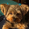 animal, black_fur, blue_bow, bow, brown_fur, closeup, comfort, cute, dog, ears, face, fur, hand, indoor, person, pet, portrait, resting, small_dog, yorkshire_terrier