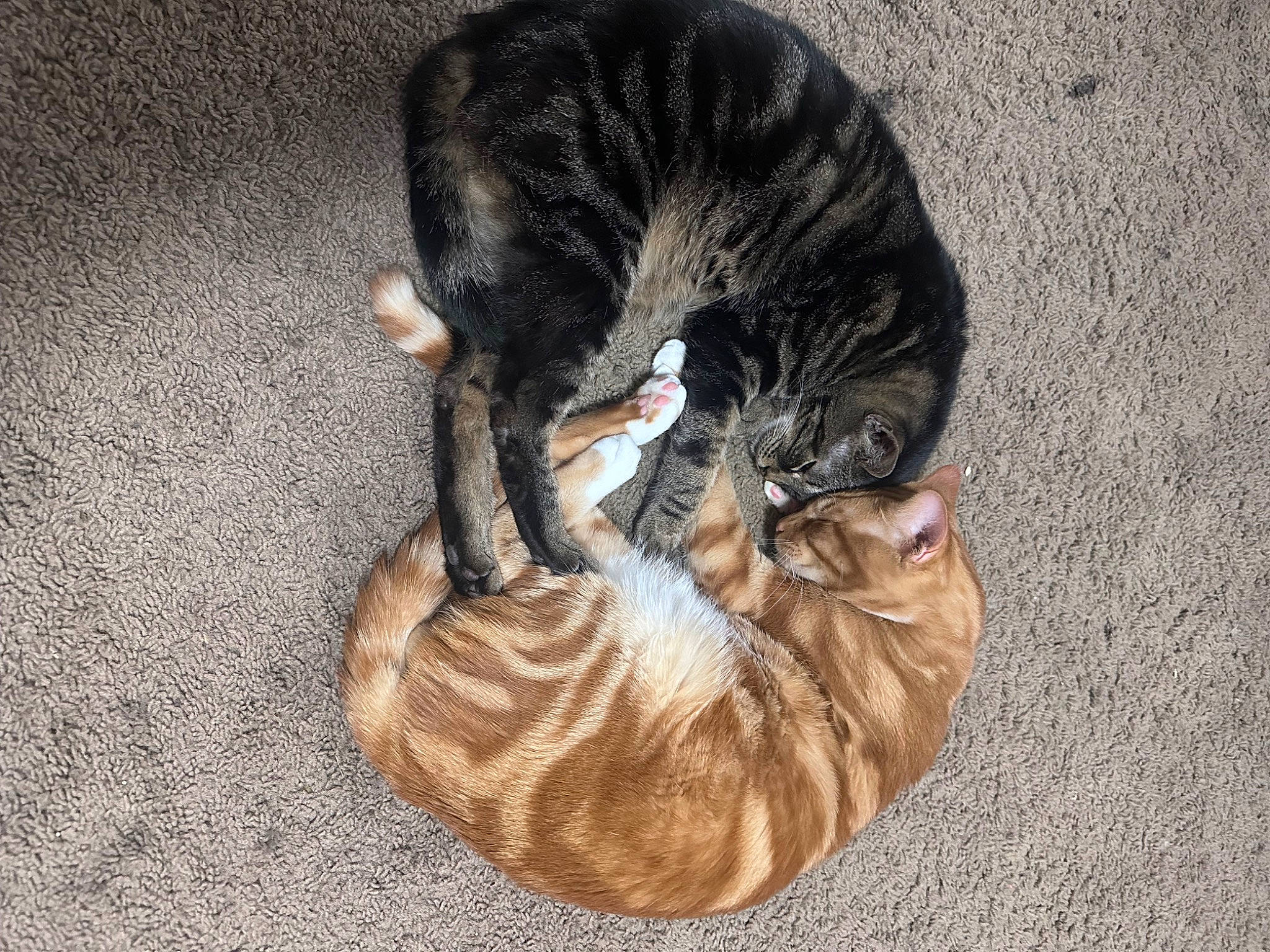 Kim Nam-joon joined the competition — help win amazing prizes! carnivore, cat, claw, comfort, dog_breed, domestic_short_haired_cat, fawn, felidae, fur, grey, nap, paw, sand, small_to_medium_sized_cats, tail, terrestrial_animal, whiskers, wood