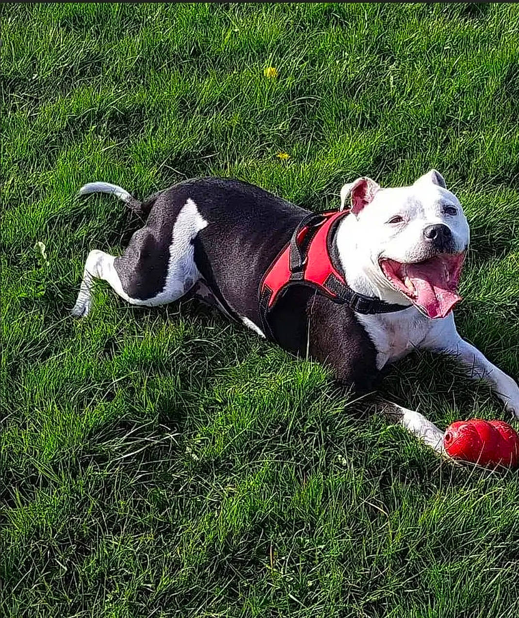 Chance joined the competition — help win amazing prizes! canidae, carnivore, collar, companion_dog, dog, dog_breed, dog_clothes, dog_collar, dog_supply, fashion_accessory, fawn, grass, leash, pet_supply, plant, snout, sporting_group, tail, toy, working_animal