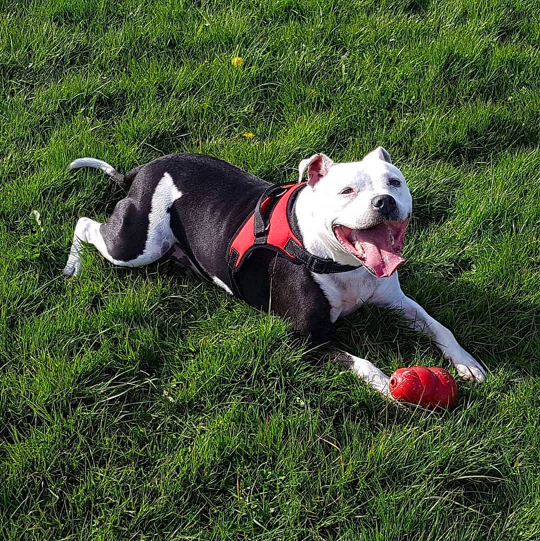 Chance is registered to the contest to win money with this photo: ball, canidae, carnivore, collar, companion_dog, dog, dog_breed, dog_clothes, dog_collar, dog_supply, fawn, grass, leash, pet_supply, plant, snout, sporting_group, tail, toy, working_animal