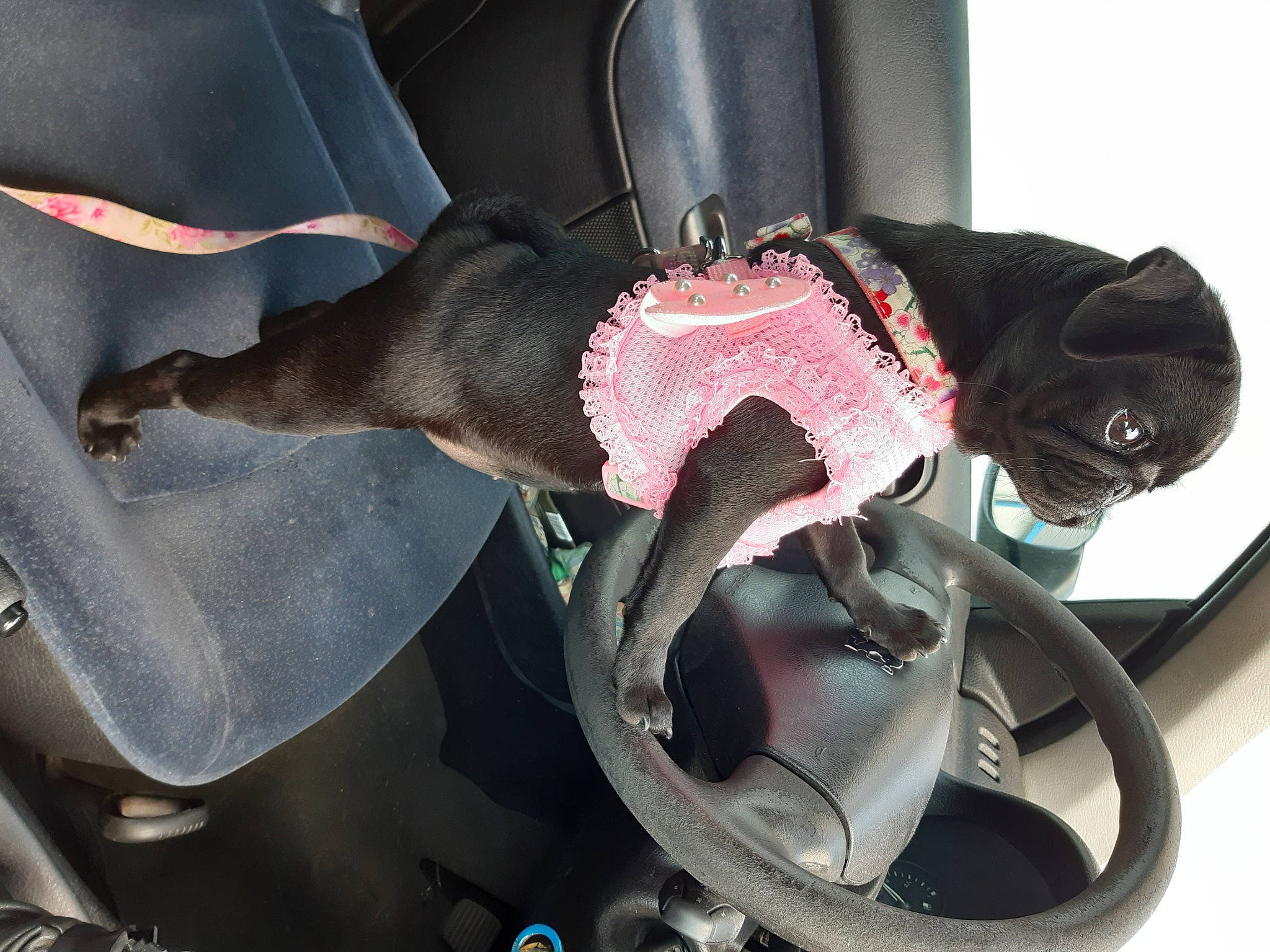 Zumba a rejoint le concours — aidez-le/la à gagner de superbes lots ! auto_part, automotive_design, automotive_exterior, bag, bumper, canidae, carmine, carnivore, collar, dog, dog_breed, fashion_accessory, fawn, human_leg, leash, motor_vehicle, personal_protective_equipment, snout, tail, vehicle_door